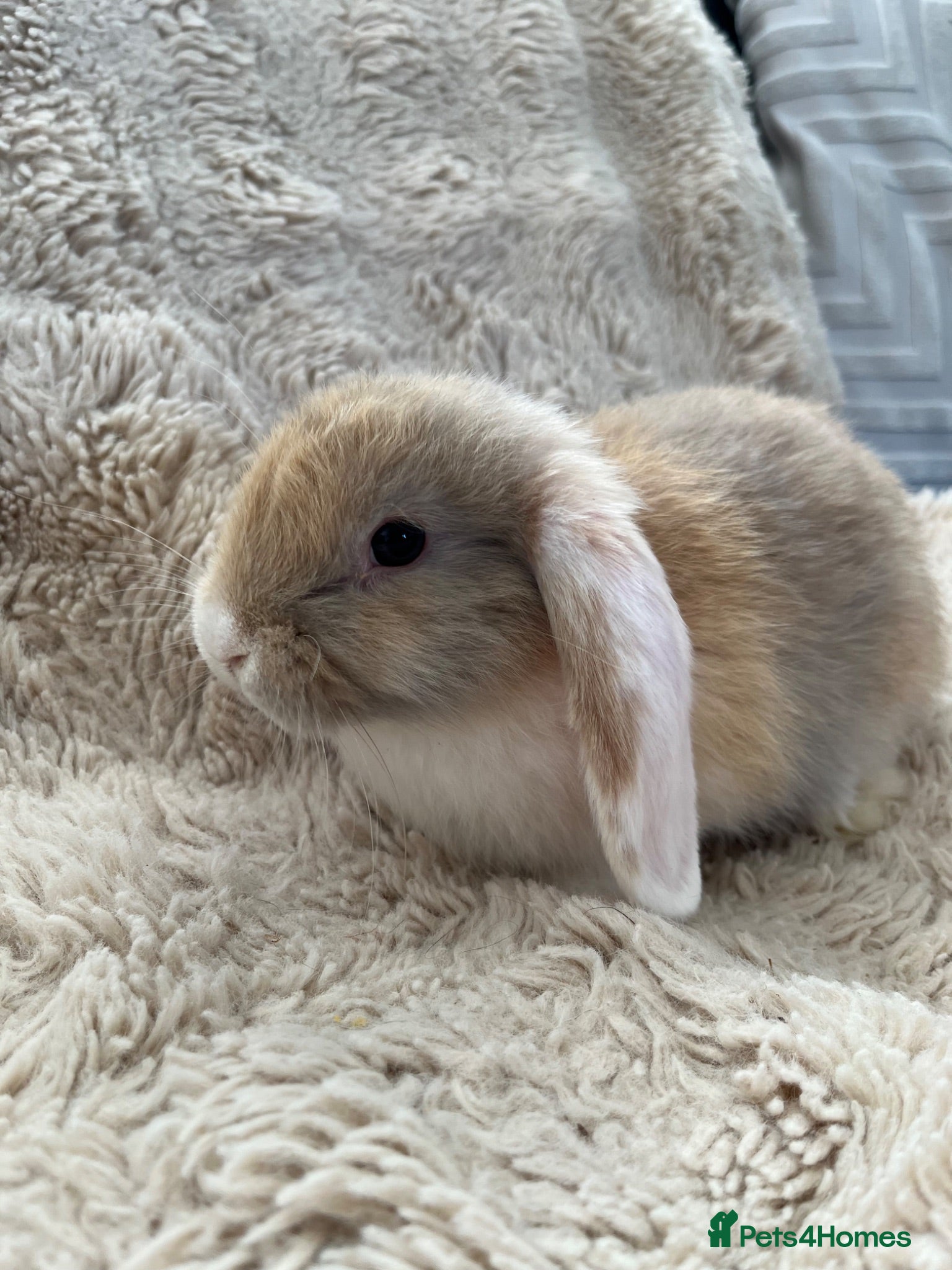 Mini Lop rabbits BOY Mini Lops Ready to Leave  - Advert 1