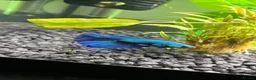 Bettas fish for sale: Male Betta fish and tank  - Advert 1