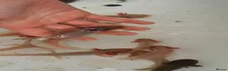 Axolotl reptiles for sale: Baby axolotls - Advert 8