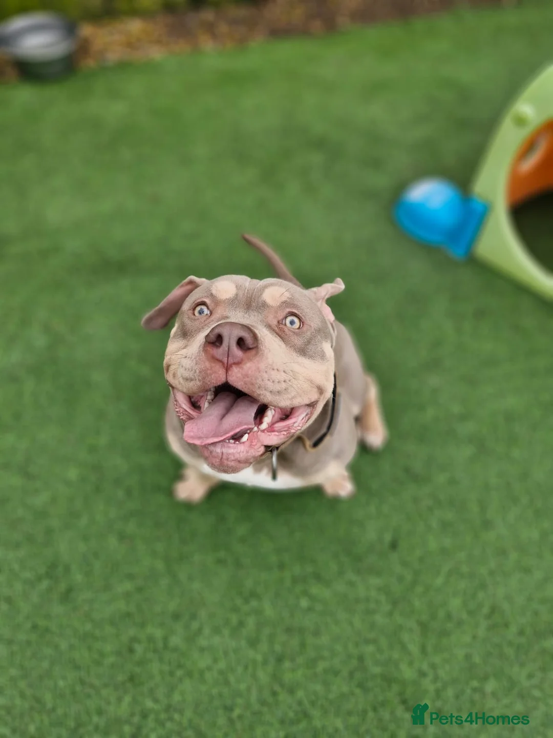 American Bully dogs for sale: Sweet boy needing a forever home❤️ - Advert 2