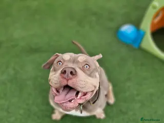 American Bully dogs Sweet boy needing a forever home❤️ - Advert 12
