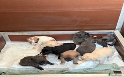 Saluki dogs for sale: Saluki pups - Image 1