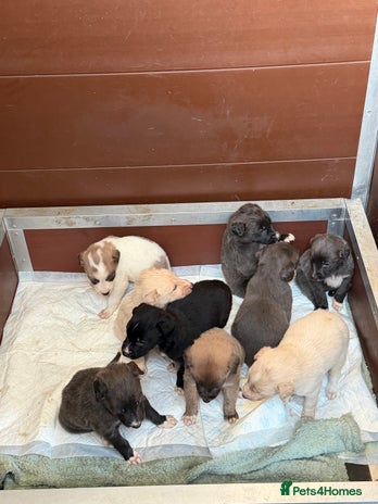 Saluki dogs - Advert 1