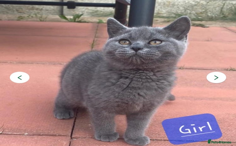 British Shorthair cats - Advert 13