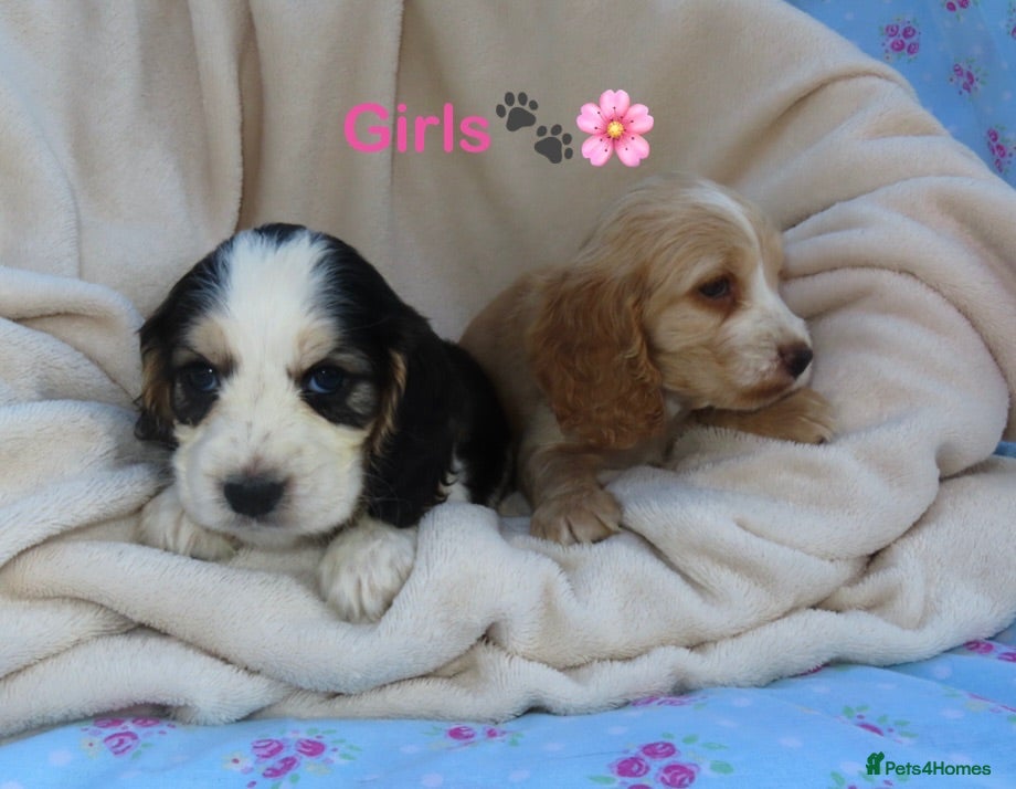 Cocker Spaniel dogs Beautiful Cocker Spaniel Puppies 🐾🐶🏡 - Advert 2