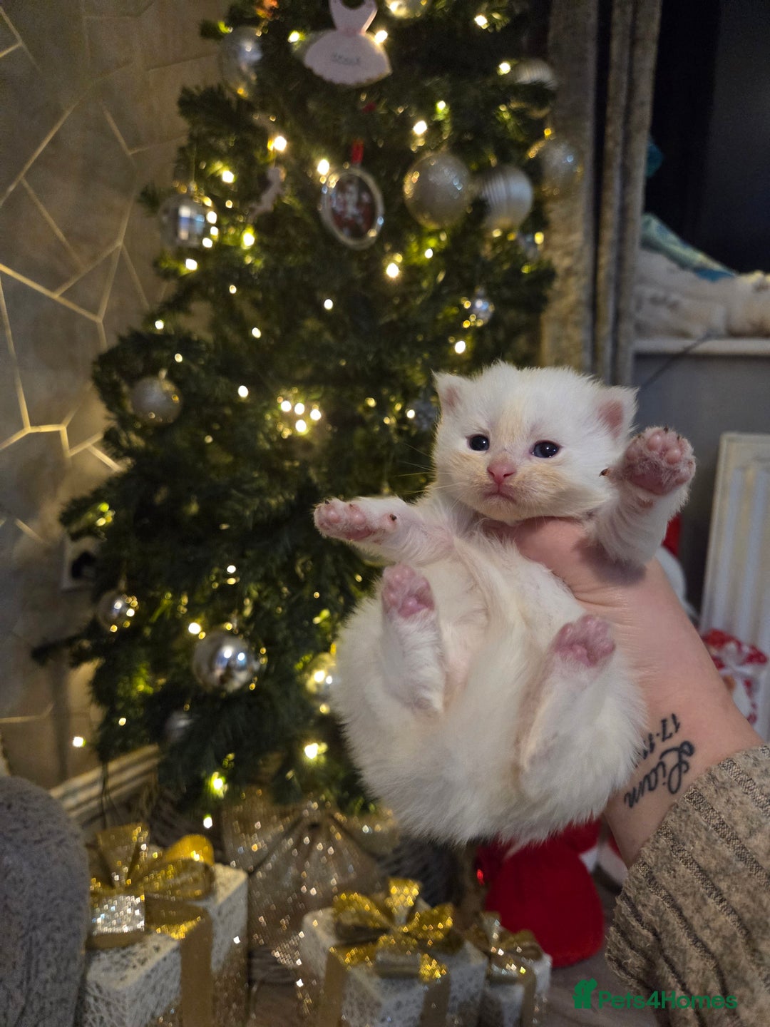 Maine Coon cats for sale: TICA registered MaineCoons 😸  - Advert 4