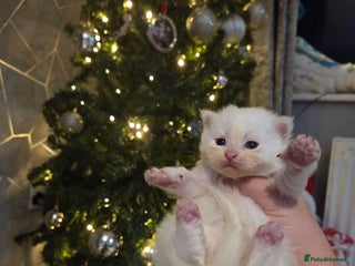 Maine Coon cats TICA registered MaineCoons 😸 - Advert 1