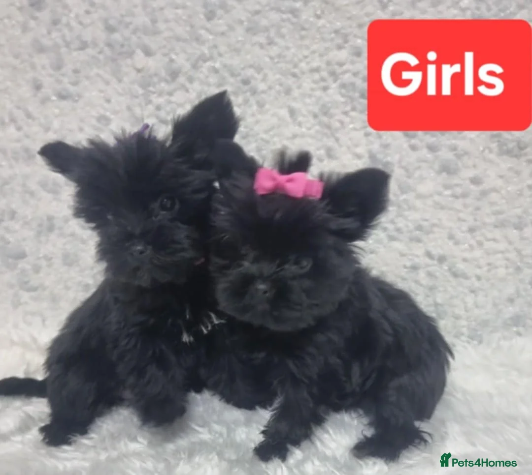 Yorkshire Terrier dogs for sale: Yorkshire Terrier  - Advert 9