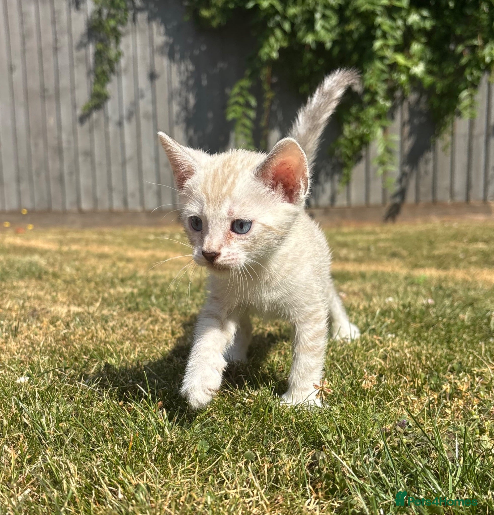 Bengal cats Adorable Pedigree Snow Bengal kitten - Advert 1