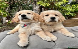 Golden Retriever dogs for sale: Golden retriever puppies READY NOW - Image 21