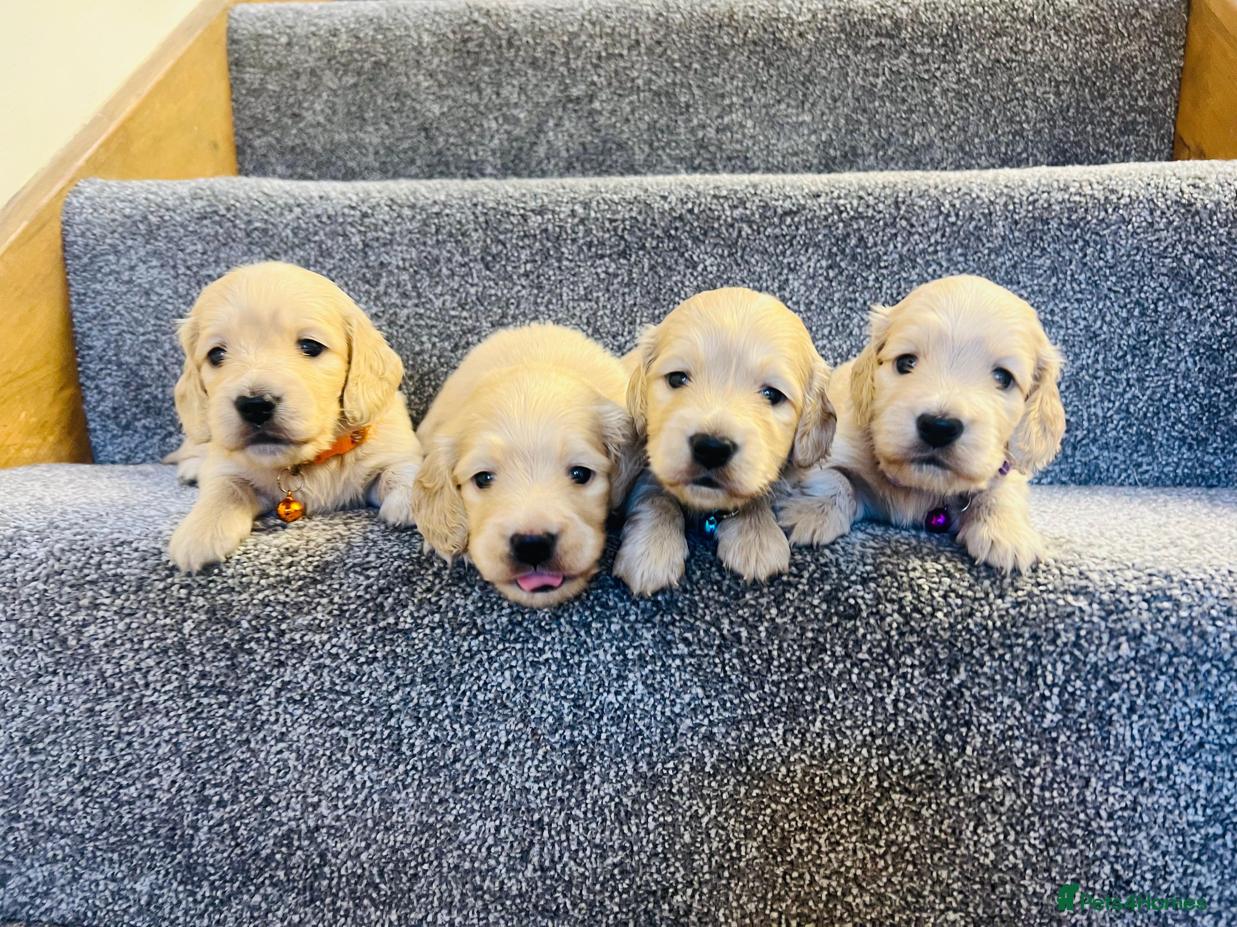 Miniature Dachshund dogs Cream Longhaired Mini Dachshunds - Advert 6