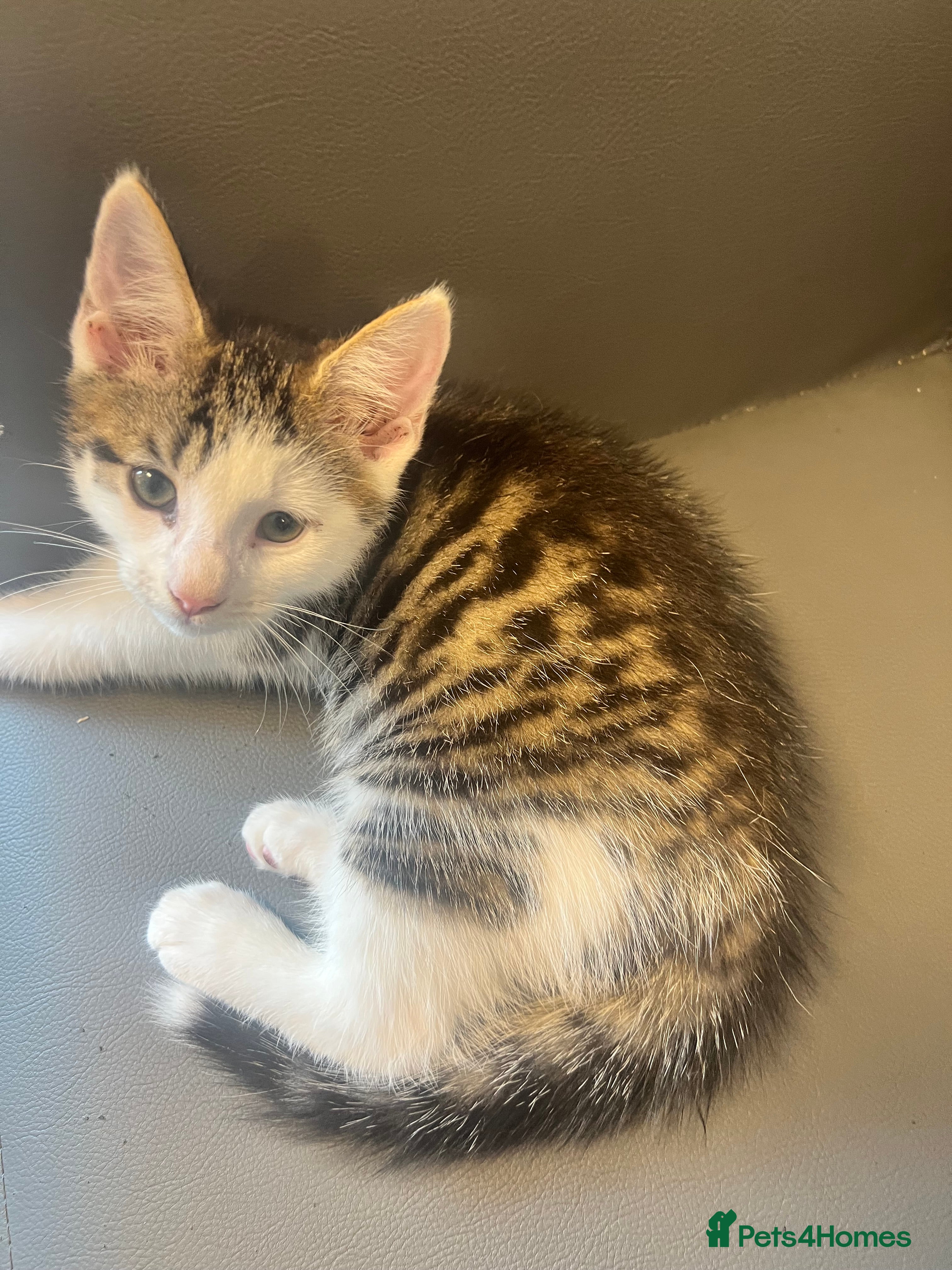 Mixed Breed cats Adorable Tabby x British Ready Insured 3 left - Advert 2