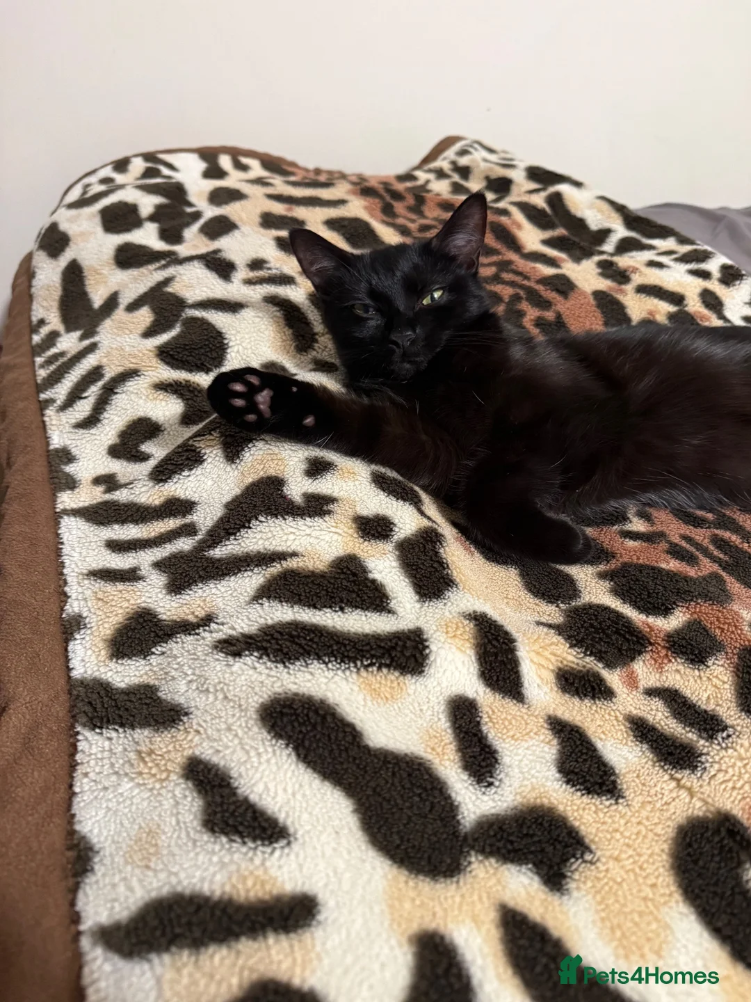 Mixed Breed cats for sale: Loving forever home needed for our sweet Lucy 🐾 - Advert 5