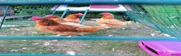 Chickens poultry for sale: Chicks to adult - Various chickens & bantams.  in Wantage - Advert 15