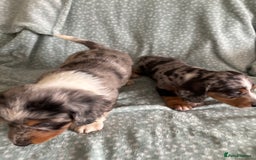Miniature Dachshund dogs for sale: 5 beautiful miniature dachshunds for sale - Image 28