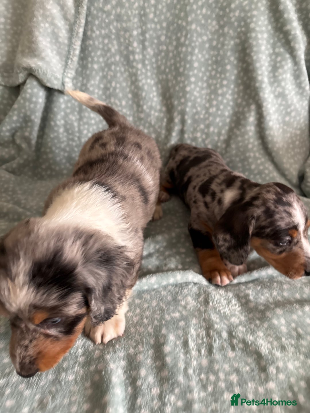 Miniature Dachshund dogs for sale: 5 beautiful miniature dachshunds for sale - Image 28