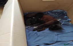 Mixed Breed cats for sale: Four adorable black and white kittens  - Image 6
