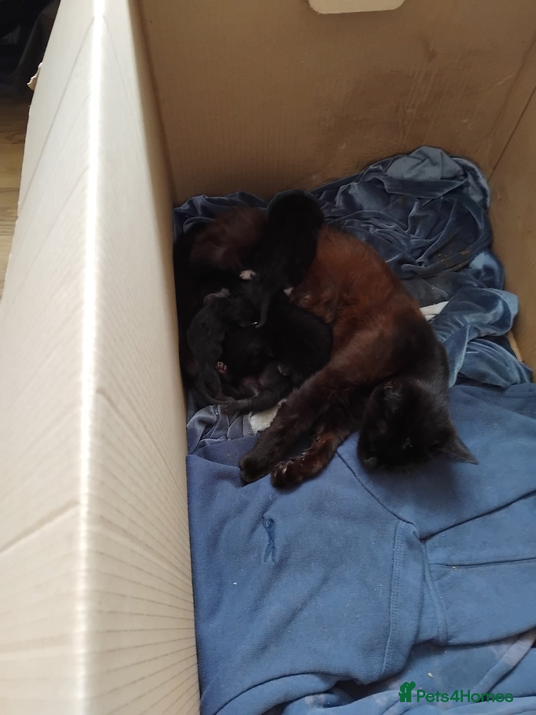 Mixed Breed cats for sale: Four adorable black and white kittens  - Image 6