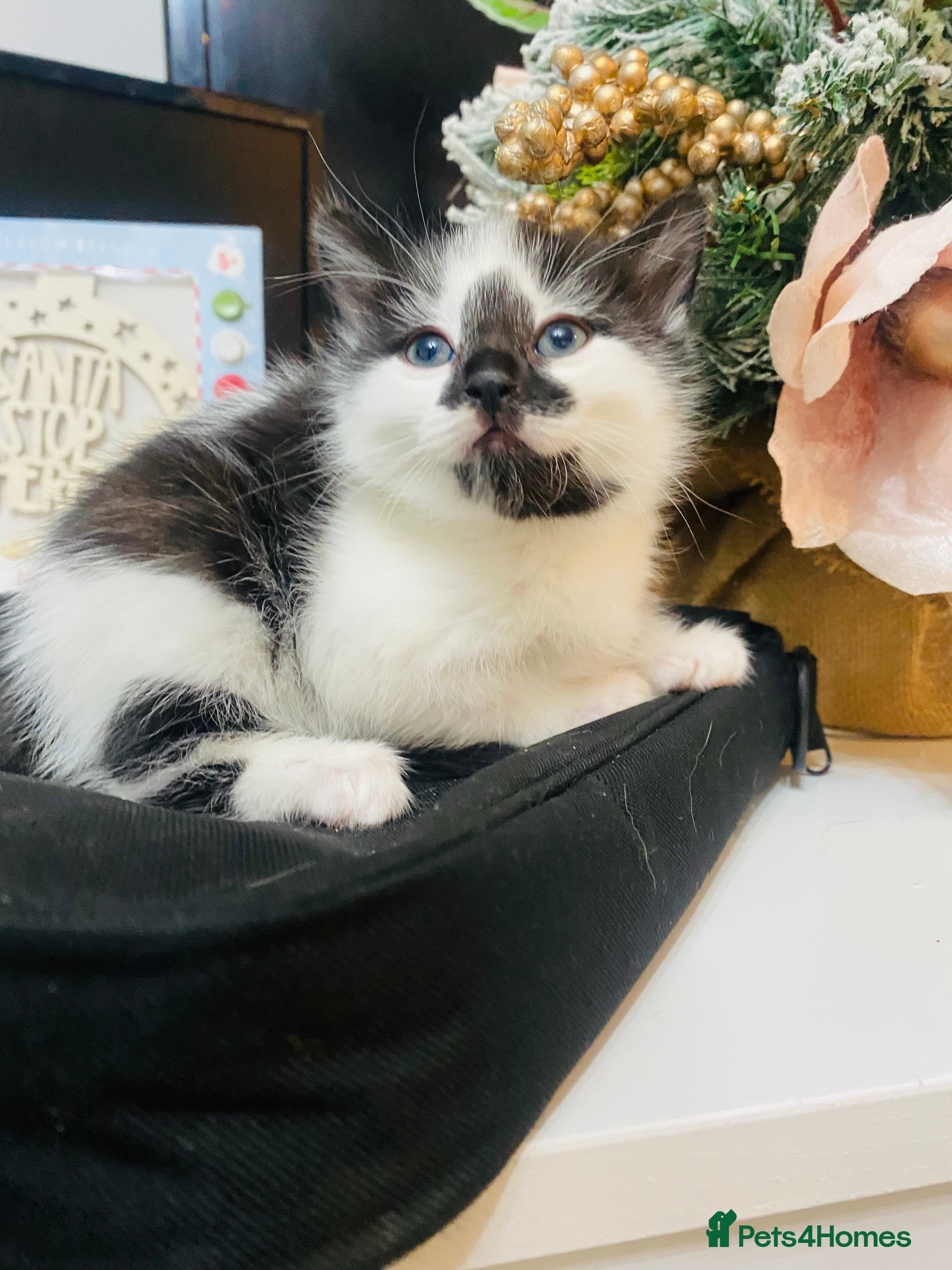 Mixed Breed cats Beautiful fluffy kittens- one left  - Advert 1