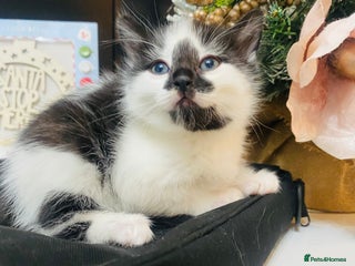 Mixed Breed cats Beautiful fluffy kittens- one left - Advert 1