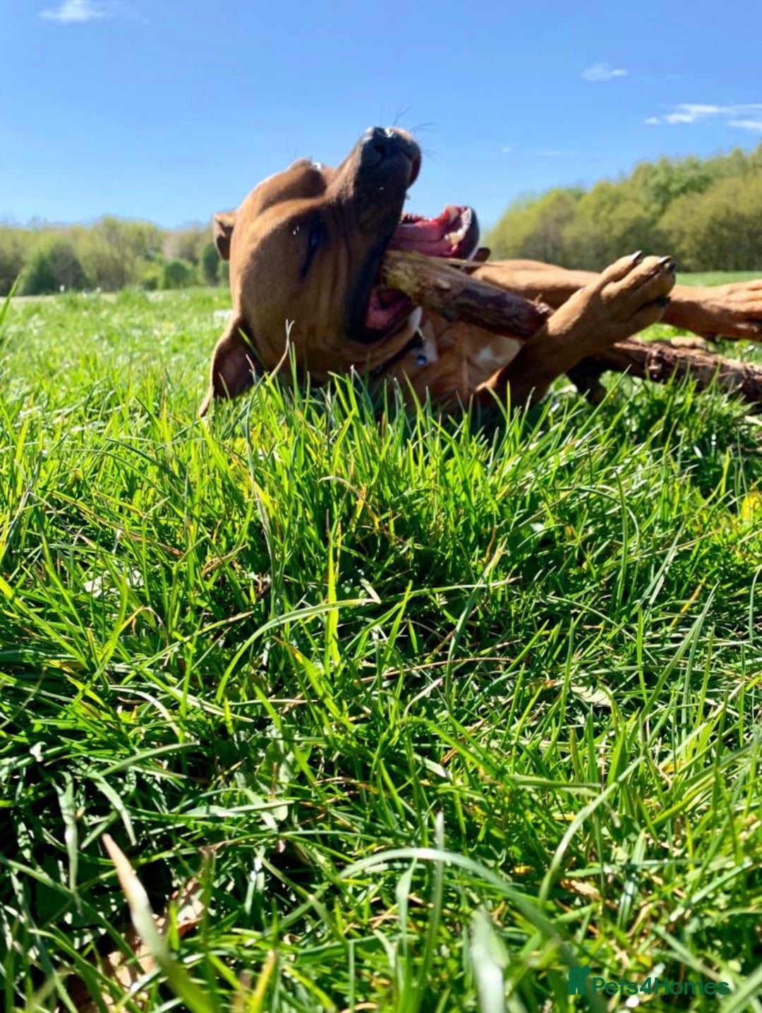 Staffordshire Bull Terrier dogs for sale: Red Staffordshire bull terrier puppies ❤️🐾 - Image 5