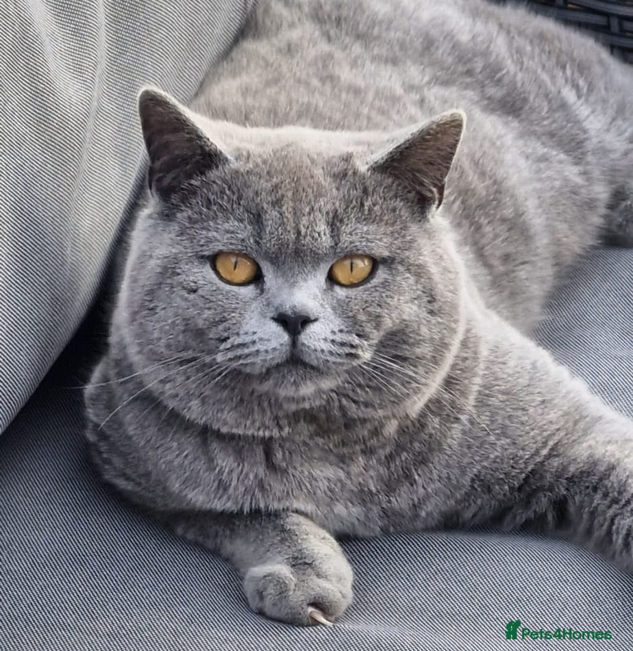 British Shorthair cats Pedigree british shorthair male for sale  - Advert 1