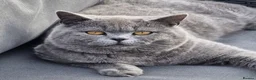 British Shorthair cats for sale: Pedigree british shorthair male for sale  - Advert 1