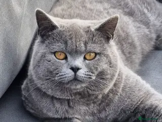 British Shorthair cats Pedigree british shorthair male for sale - Advert 1