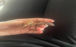 Gecko reptiles for sale: Baby Crested Geckos - Image 12