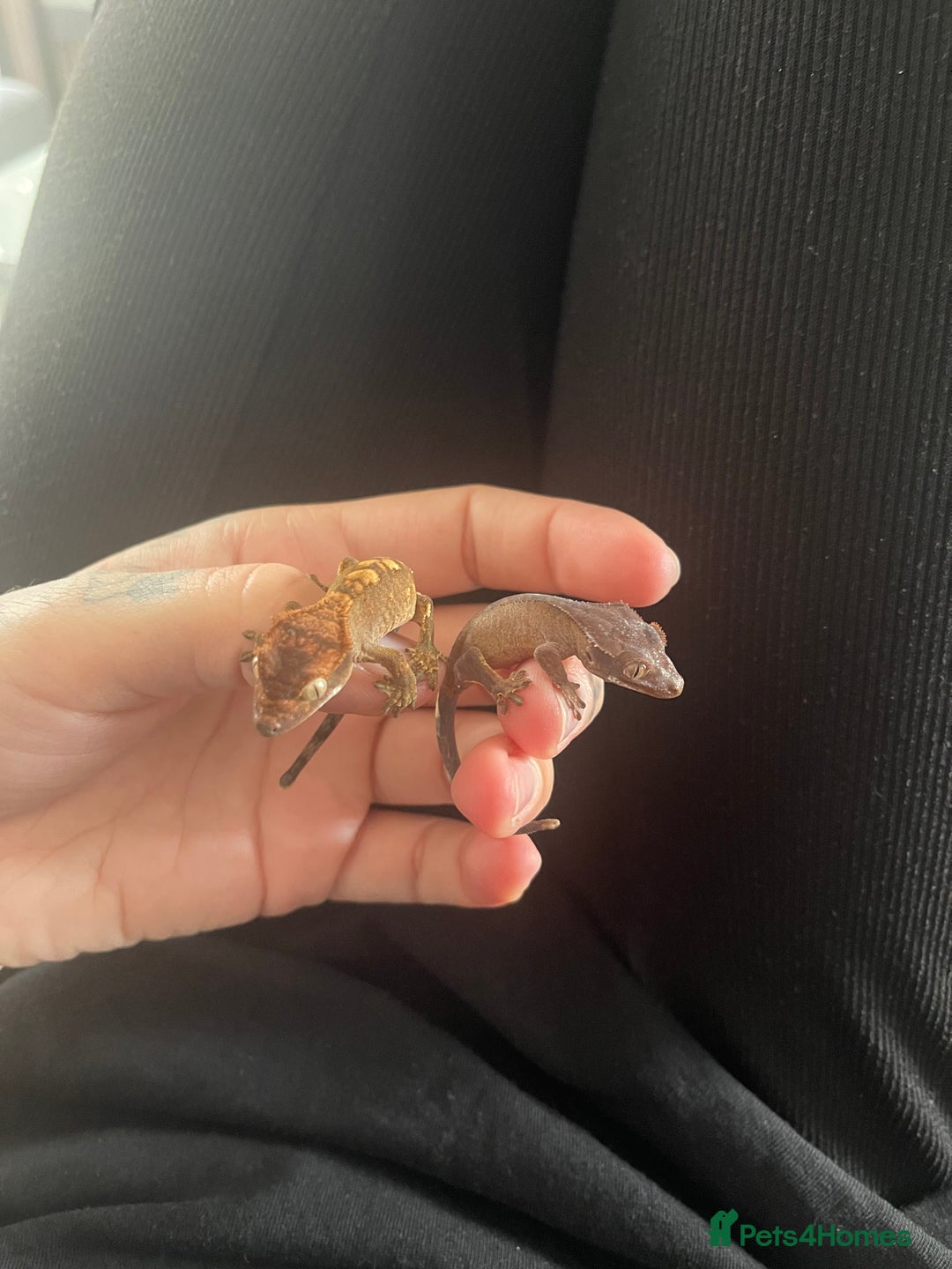 Gecko reptiles for sale: Baby Crested Geckos - Image 12