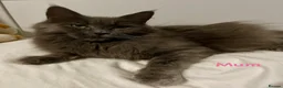 Maine Coon cats for sale: 💙 BLUE MAINE COON BOY *PARENTS HEALTH TESTED* 💙 - Advert 9