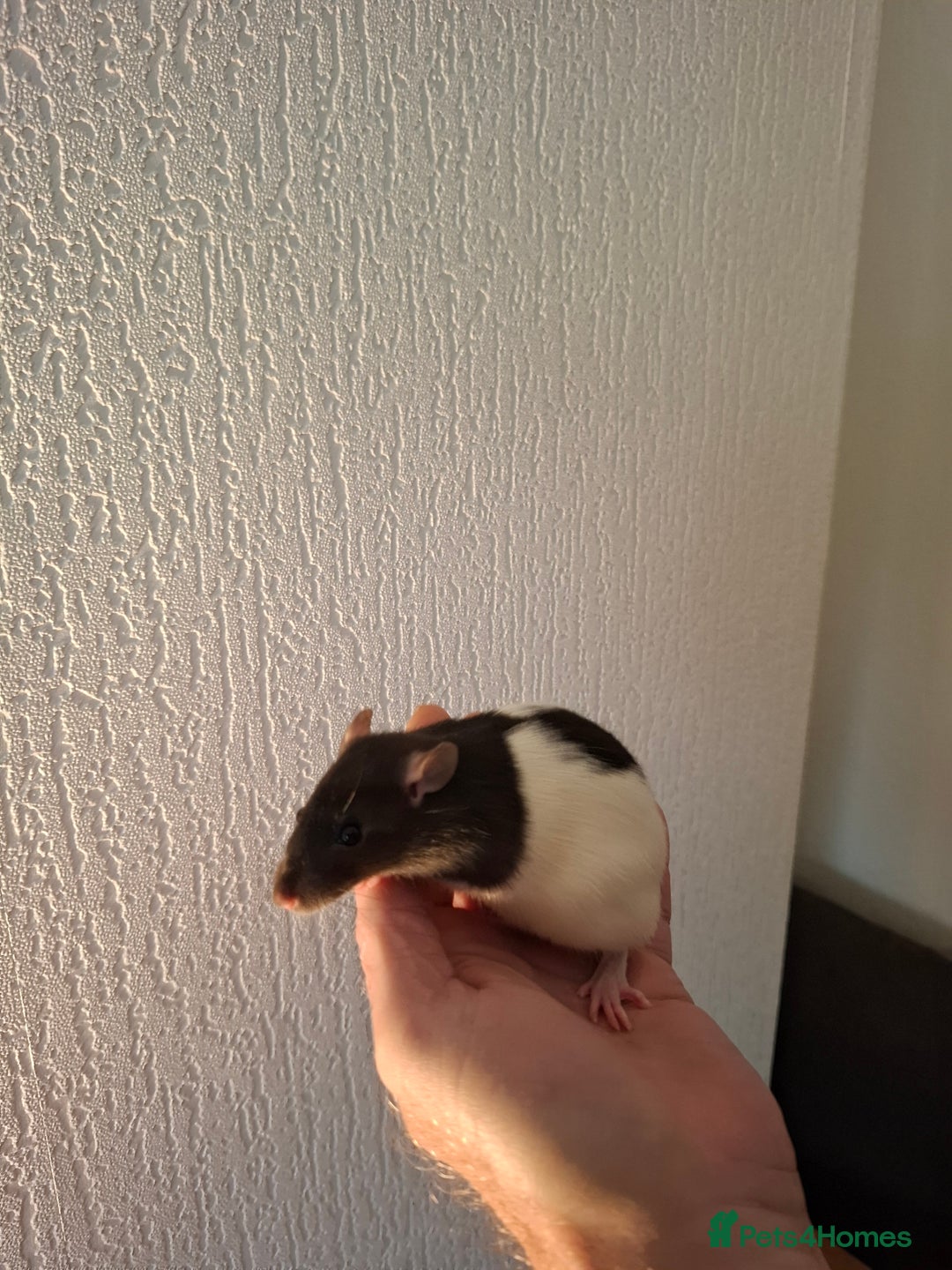 Rat rodents for sale: BABY RATS  - Advert 7