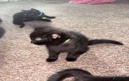 Mixed Breed cats for sale: Black Kittens - Image 5