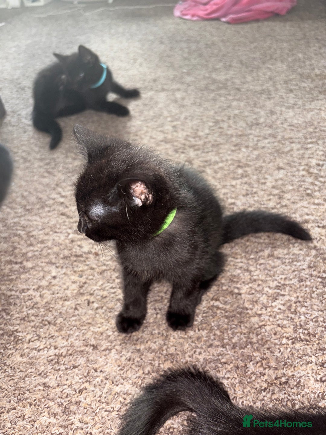 Mixed Breed cats for sale: Black Kittens - Image 5