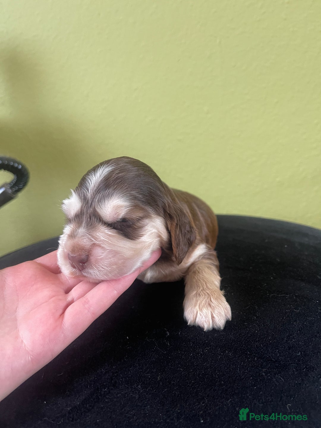 Cocker Spaniel dogs for sale: KC Show Cockers - 1 Girl , 3 Boys remaining! - Image 34
