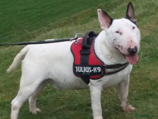 English Bull Terrier dogs in Fordingbridge - Advert 13