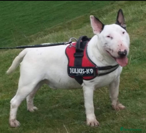 English Bull Terrier dogs Two very stunning boys for stud in Fordingbridge - Advert 1