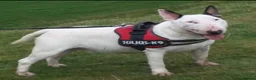 English Bull Terrier dogs for stud: Two very stunning boys for stud in Fordingbridge - Advert 1