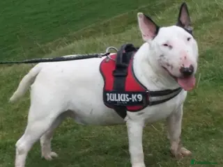 English Bull Terrier dogs Two very stunning boys for stud in Fordingbridge - Advert 1