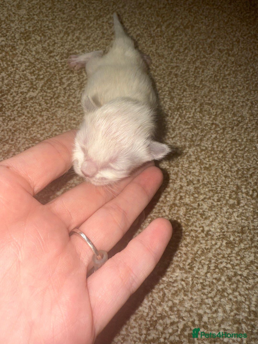 Ragdoll cats for sale: Ragdoll kittens🐈 - Image 7