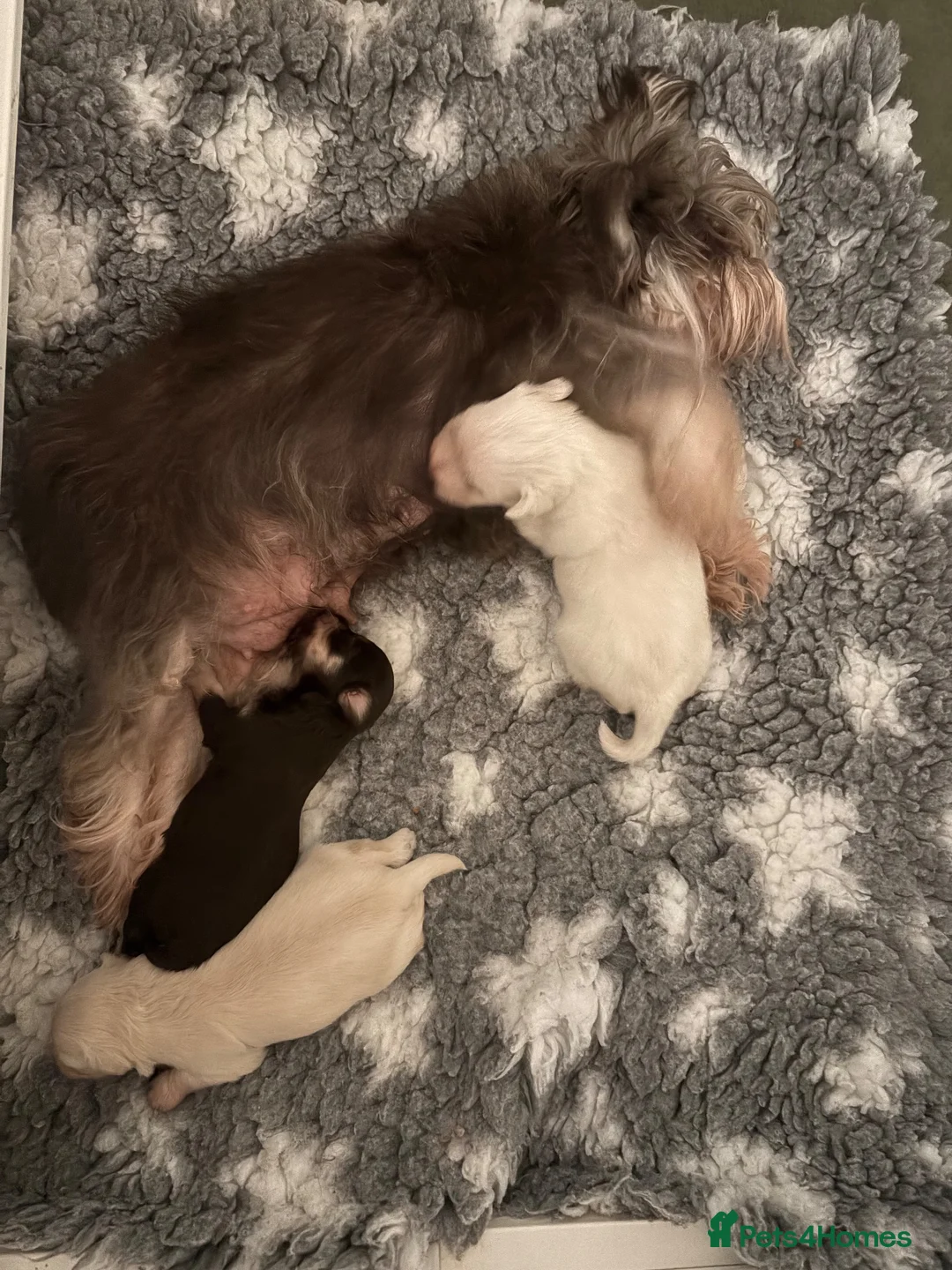 Miniature Schnauzer dogs for sale: American Chocolate Wheaten & White Mini Schnauzer - Advert 9
