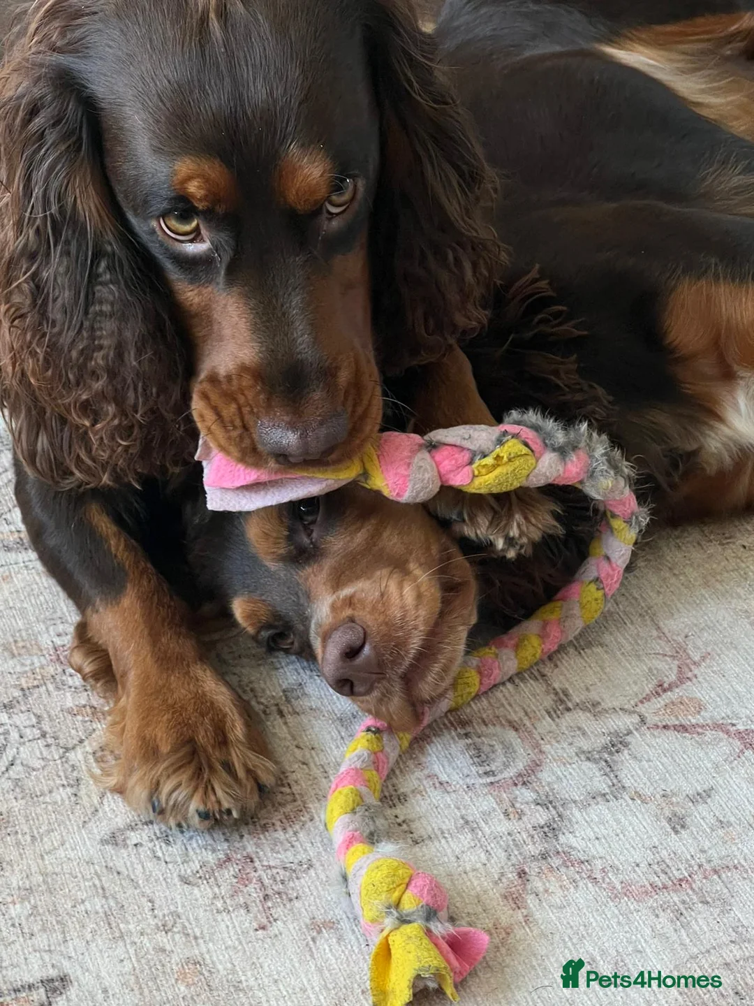 Cocker Spaniel dogs for stud: 🐾 Proven Stud - Healthy Working Cocker Spaniel 🐾 - Advert 25