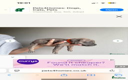 Mixed Breed dogs for sale: Frenchie x staffy  - Image 1