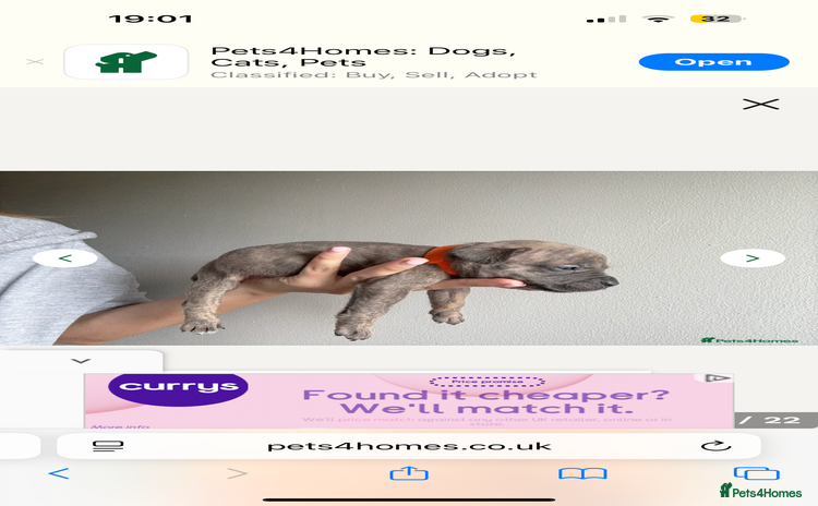 Mixed Breed dogs - Advert 1