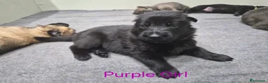 PURPLE GIRL