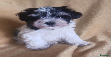 Miniature Schnauzer dogs - Advert 8