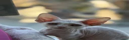 Devon Rex cats for sale: Stunning Affectionate Devon Rex Kittens  - Advert 5