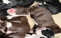 Cockapoo dogs for sale: Miniature f1 Cockapoos puppies - Advert 9