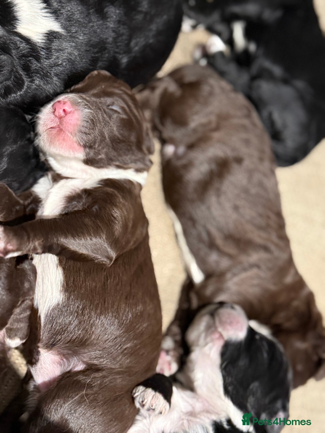 Cockapoo dogs for sale: Miniature f1 Cockapoos puppies - Advert 9