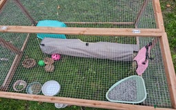 Mini Lop rabbits for sale: 6 month old female mini lop - Image 6